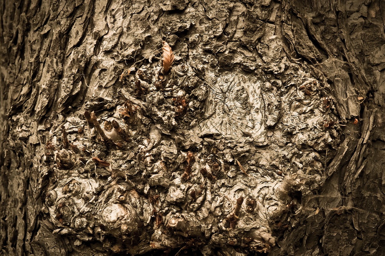 tree tree bark log free photo