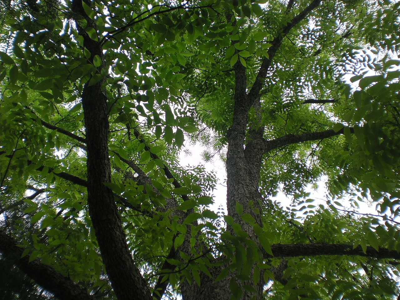 tree foliage green free photo