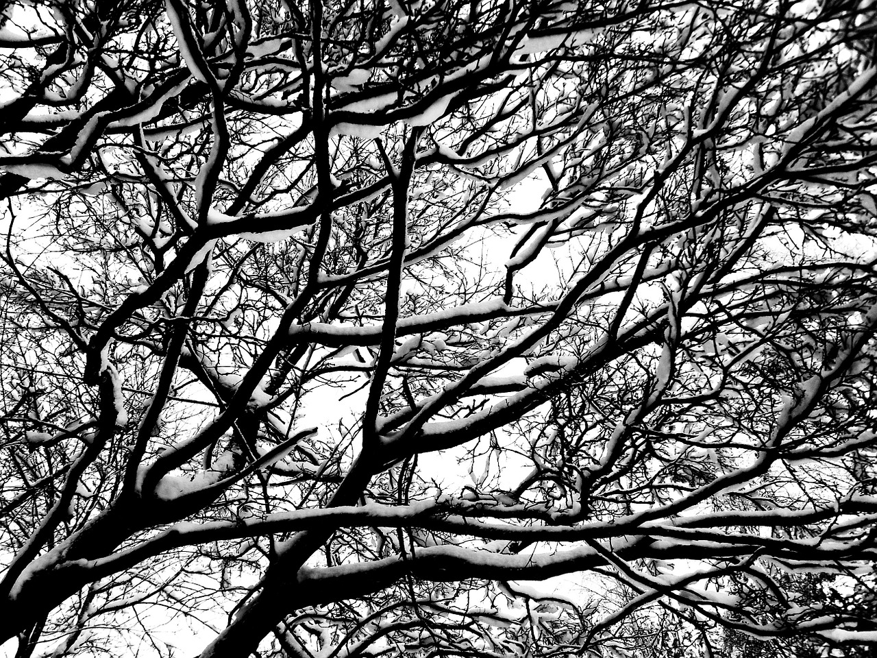 tree winter aesthetic free photo