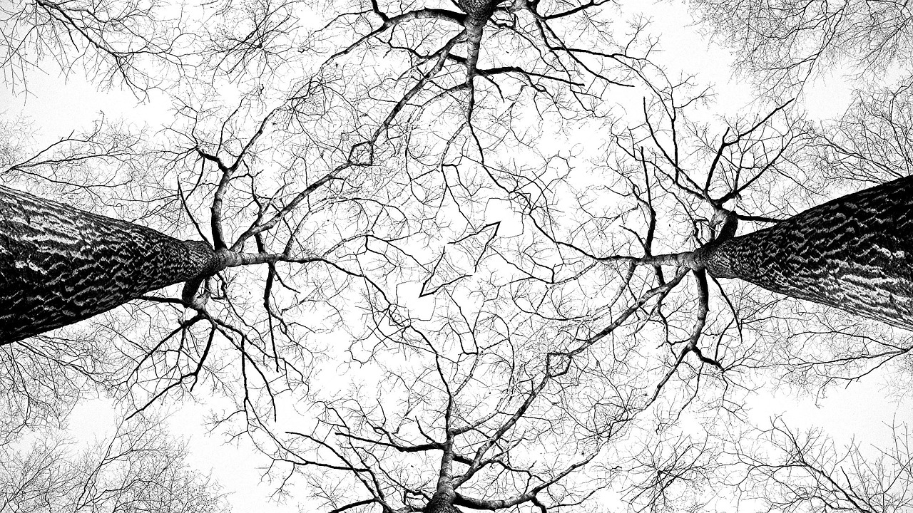 tree knots bark free photo