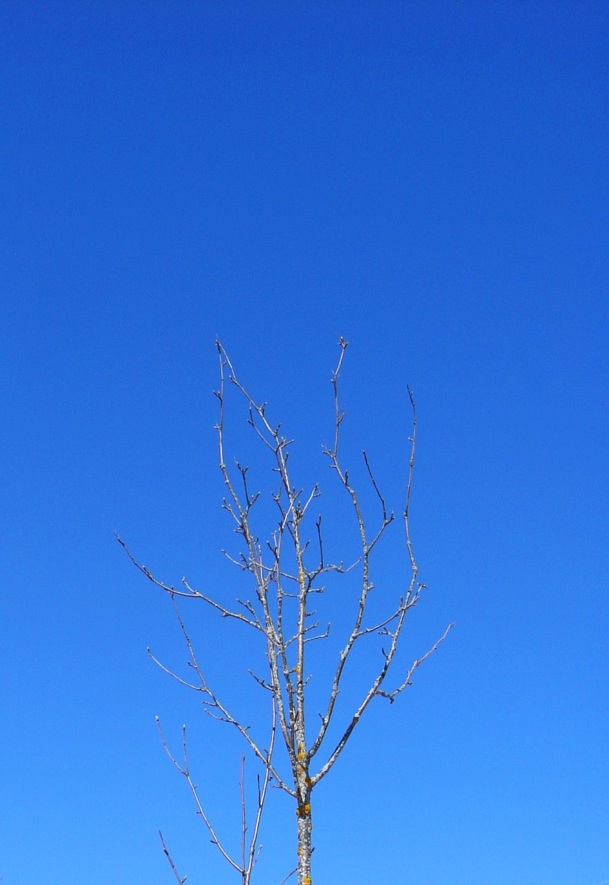 tree branch winter sky free photo