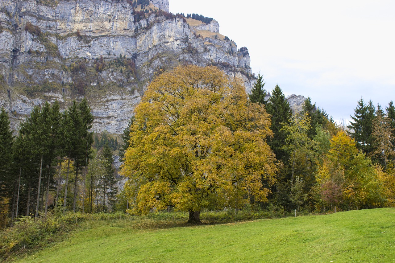 tree autumn fall color free photo