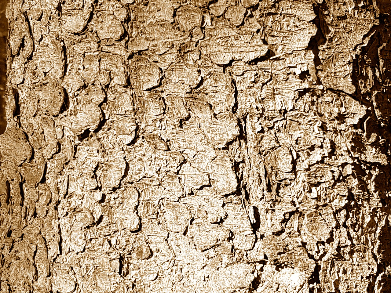 tree bark forest free photo