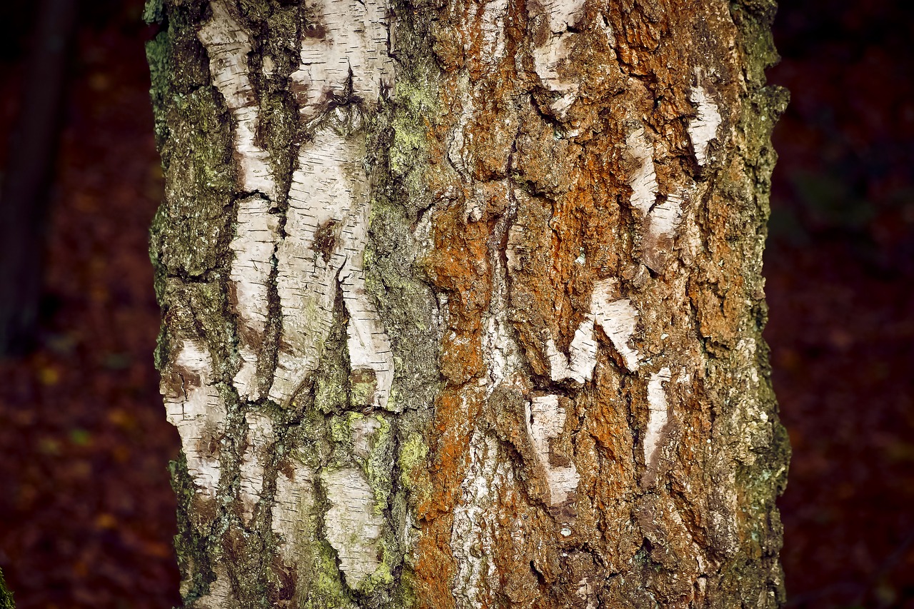 tree bark nature free photo