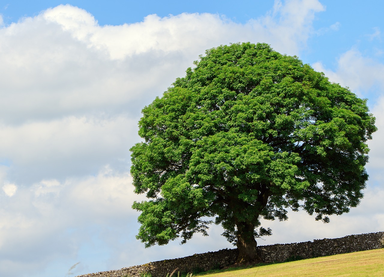 tree green leaves free photo