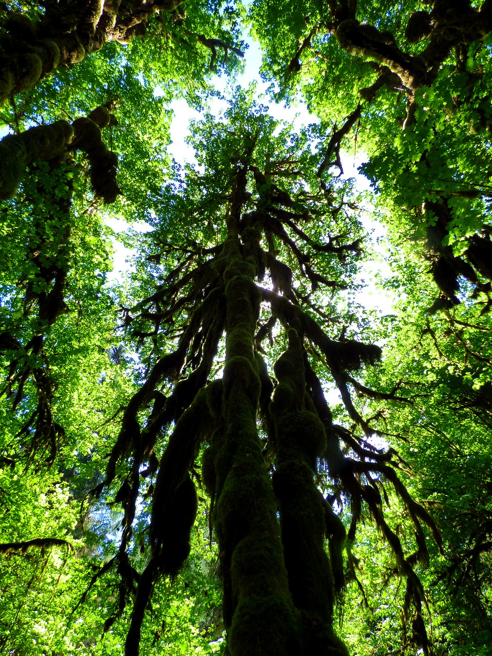 tree canopy rain forest free photo