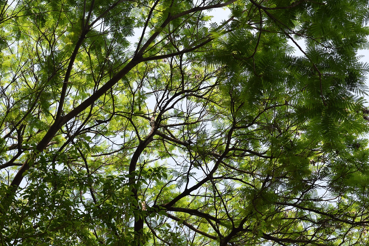 tree branches leaf free photo