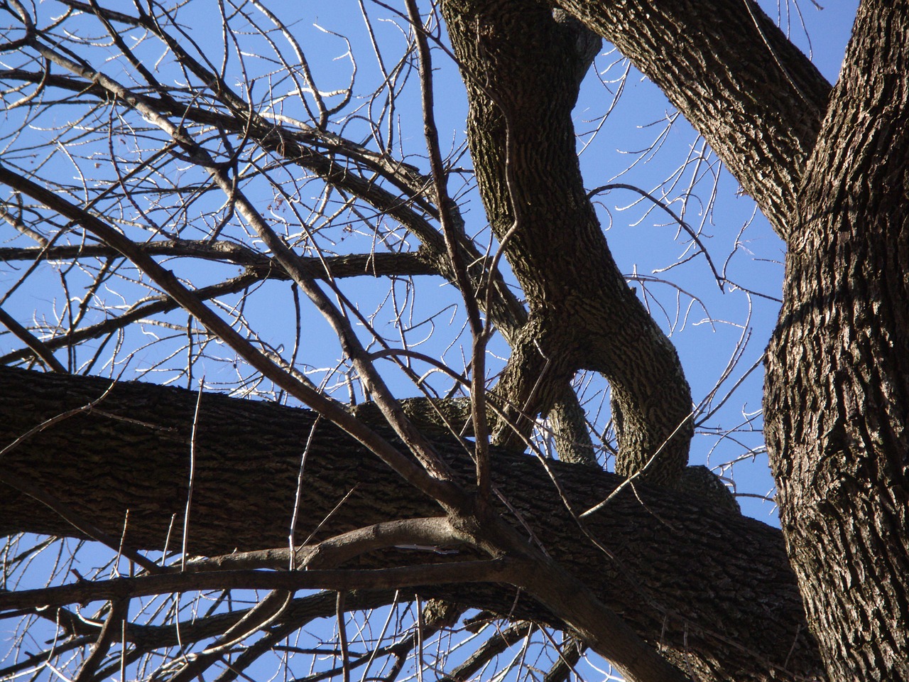 tree nature natural free photo