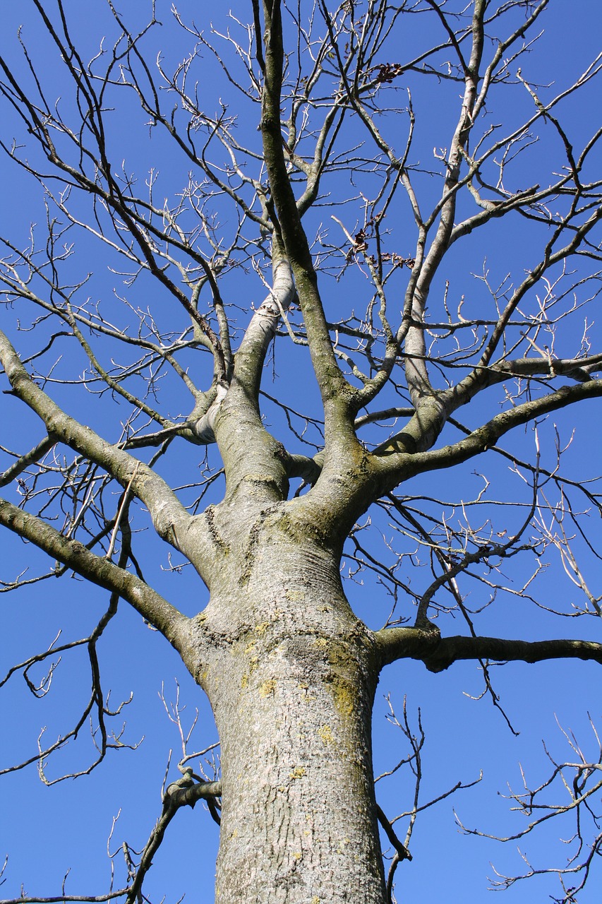 tree oak nature free photo