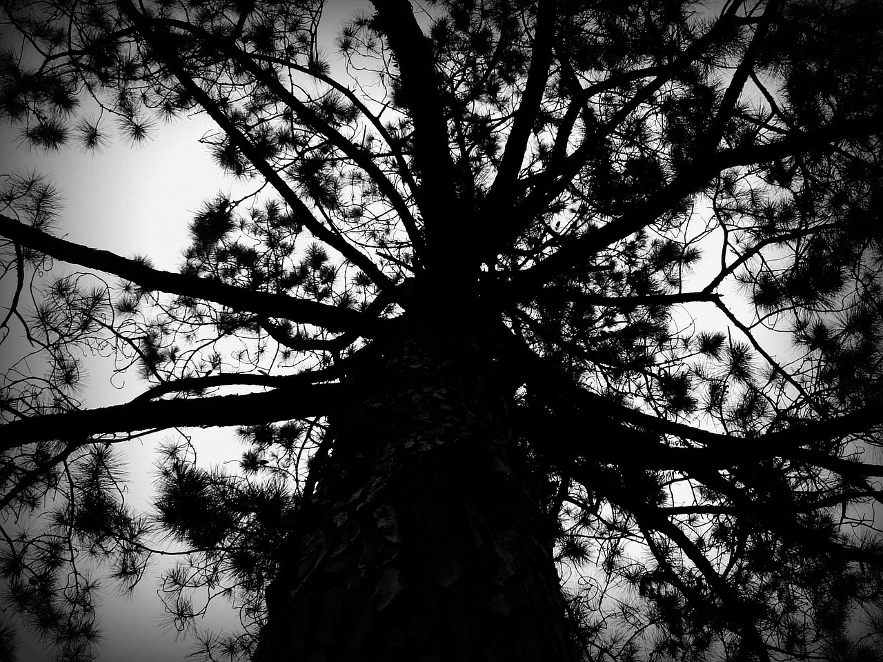 tree black and white nature free photo