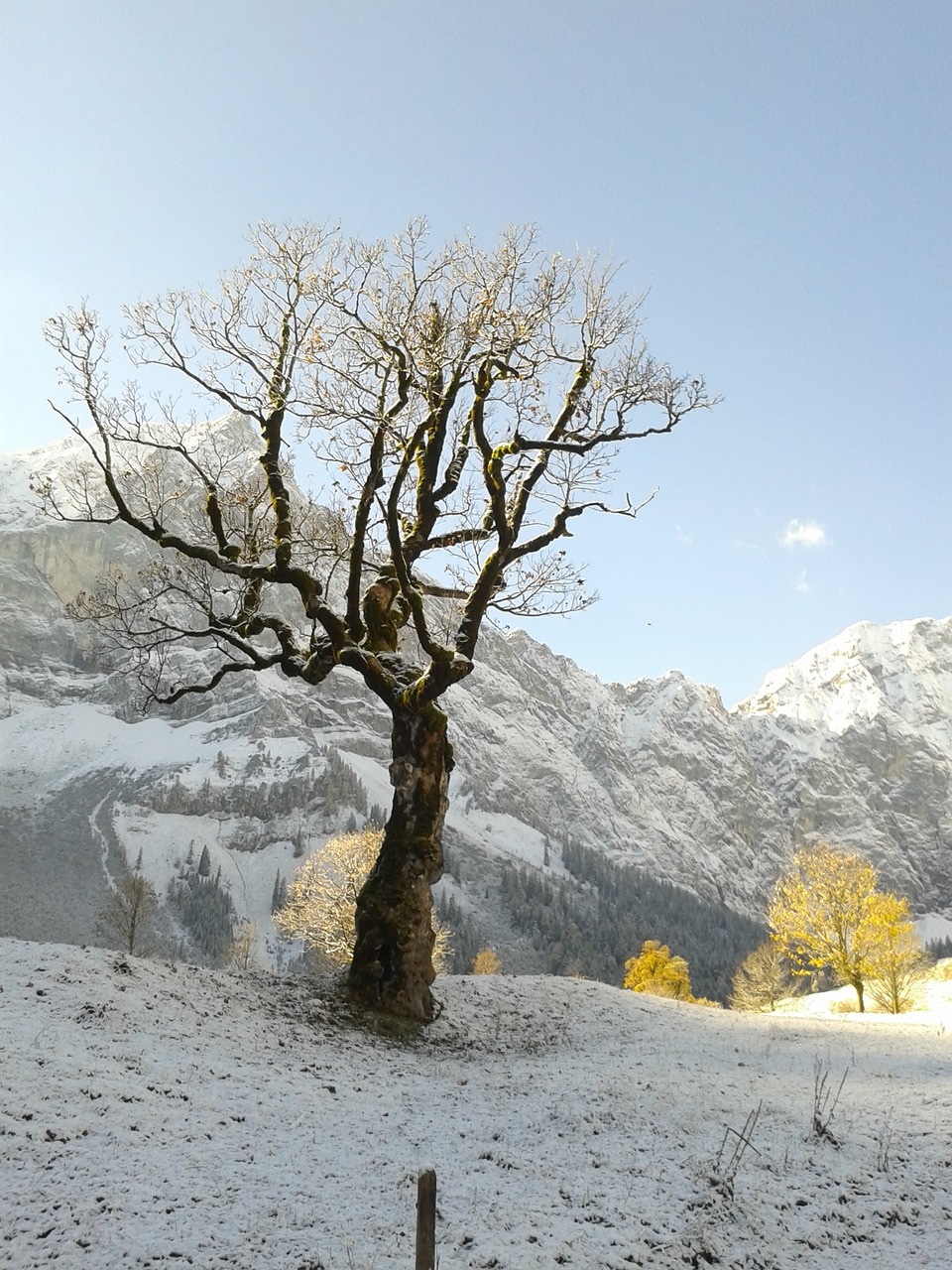 tree autumn winter free photo