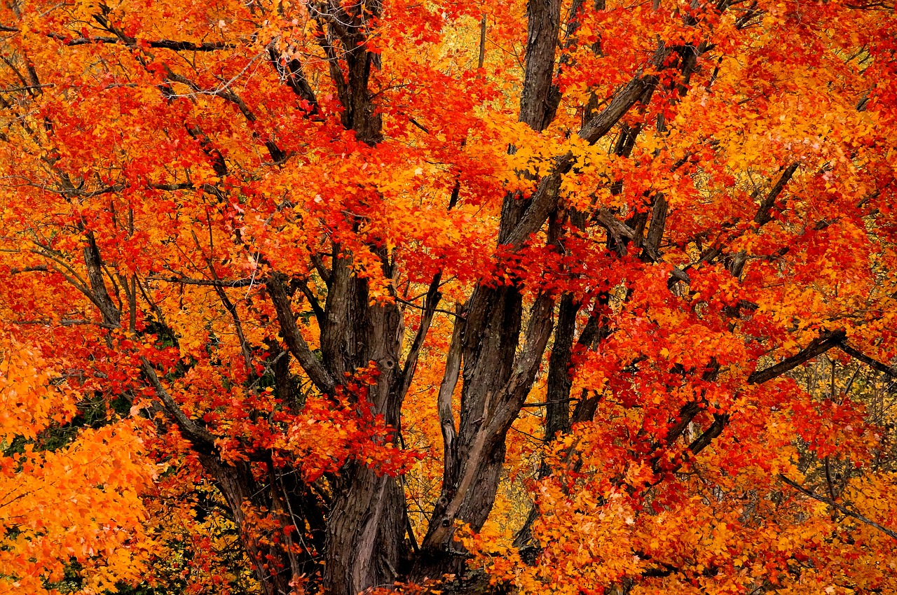 tree leaves fall free photo