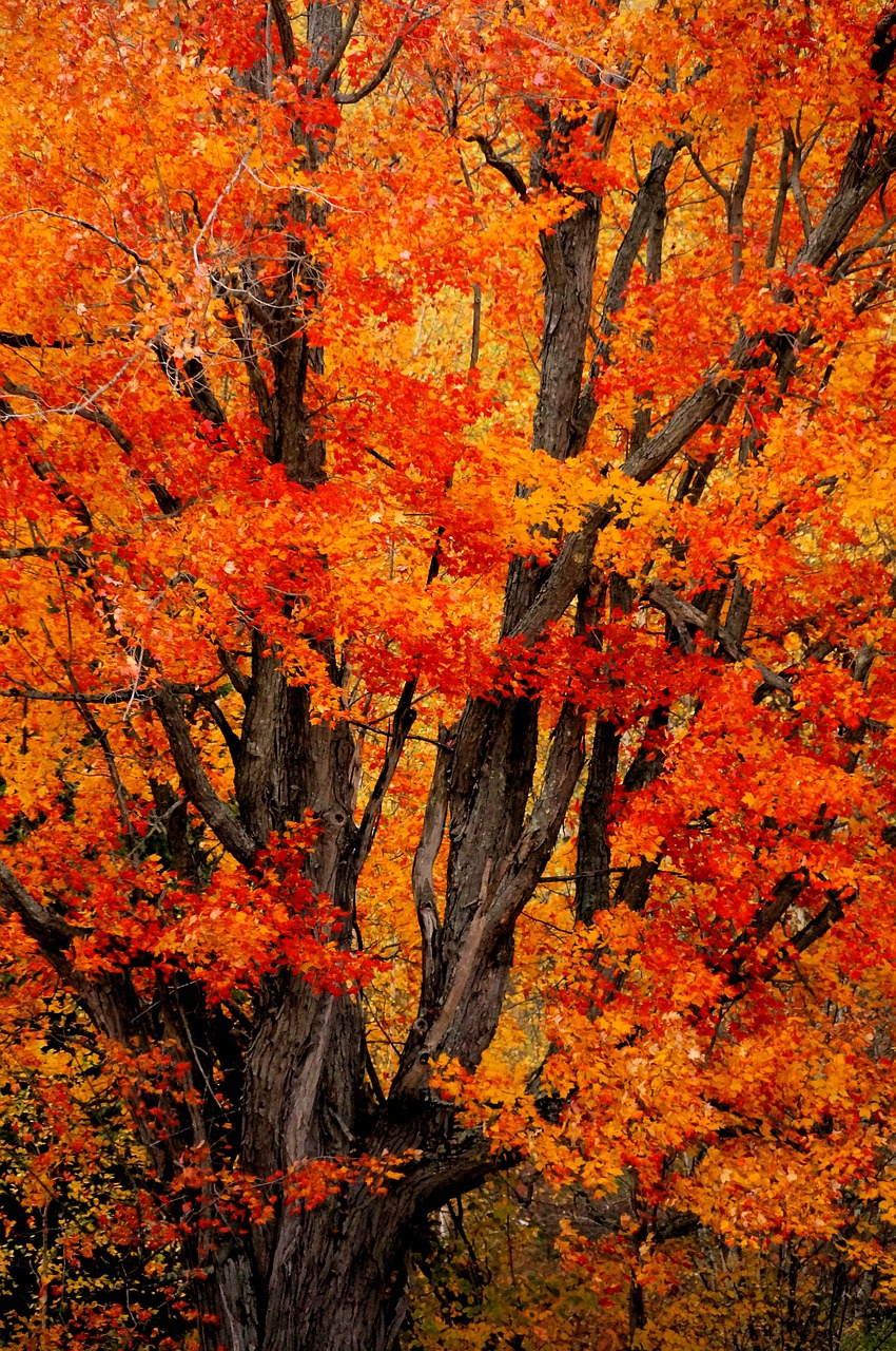 tree autumn color free photo