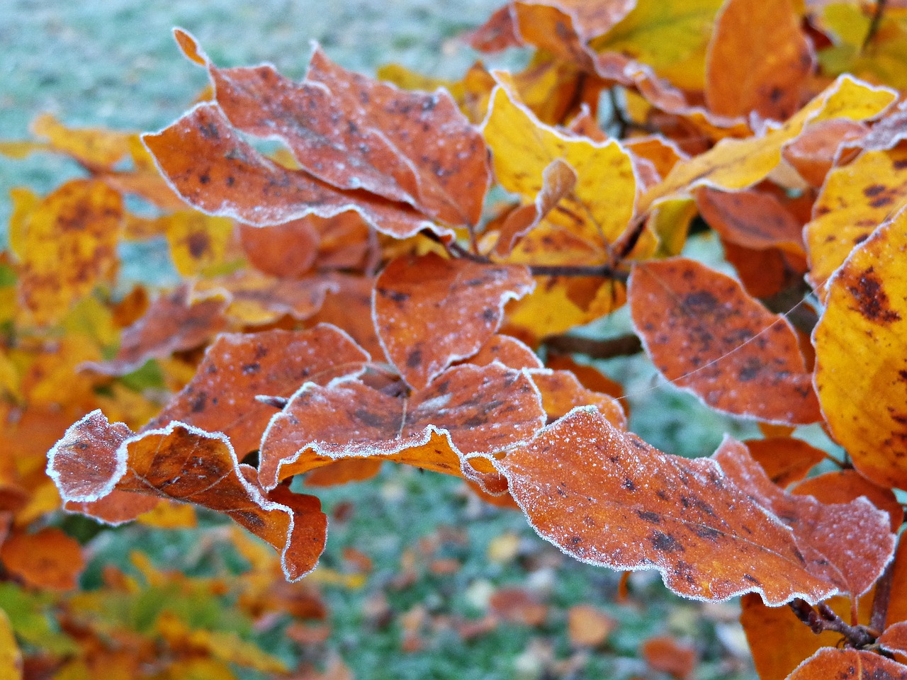 tree foliage autumn free photo