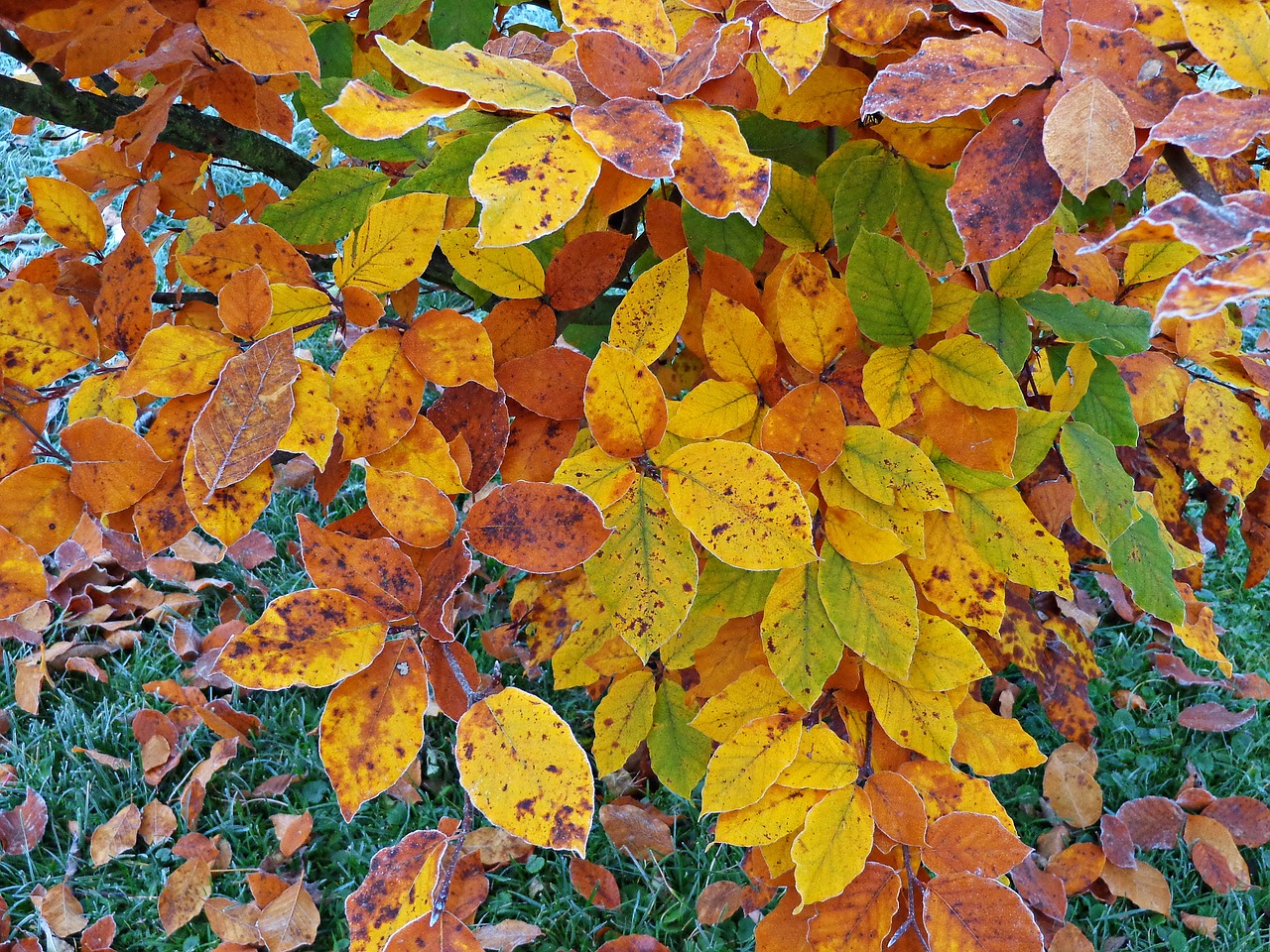 tree foliage autumn free photo
