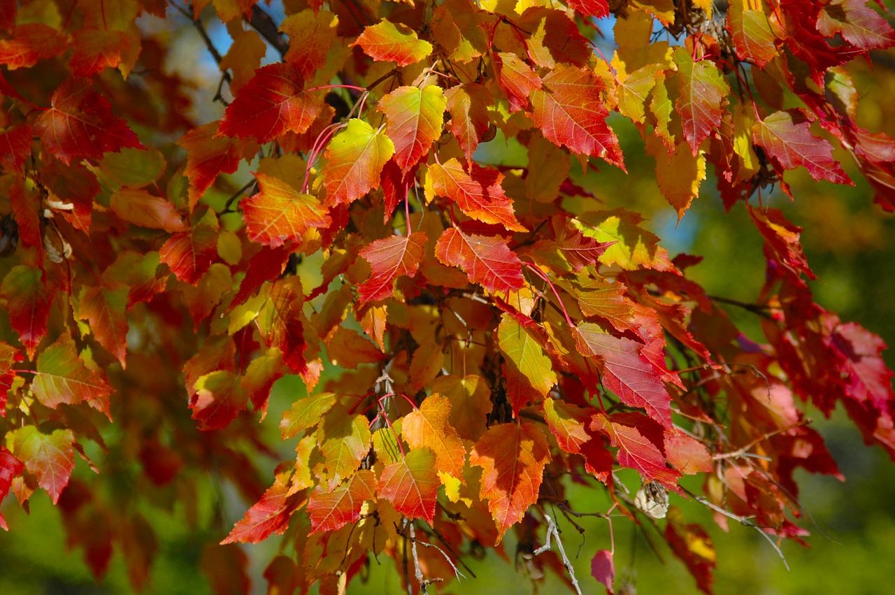 tree leaves fall free photo