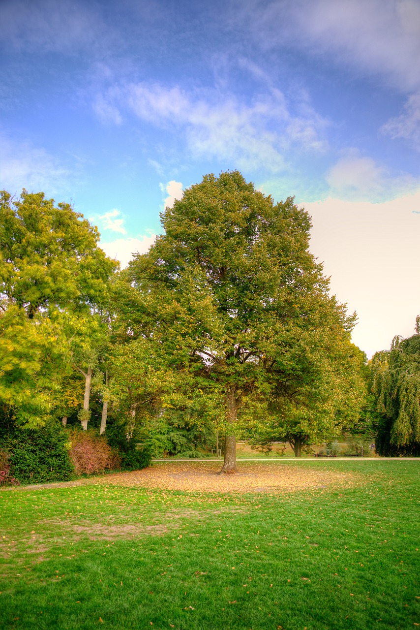 tree autumn fall free photo