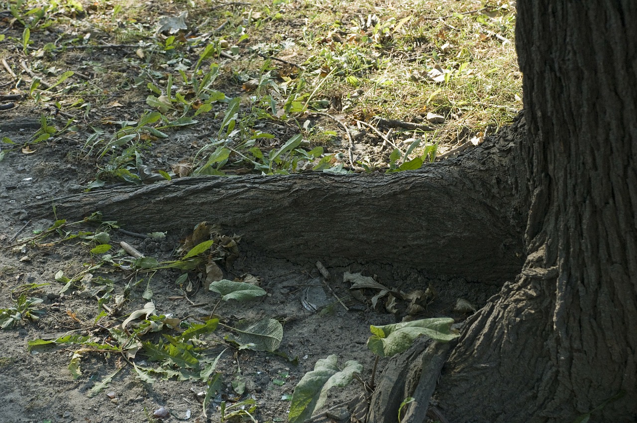 tree root roots free photo