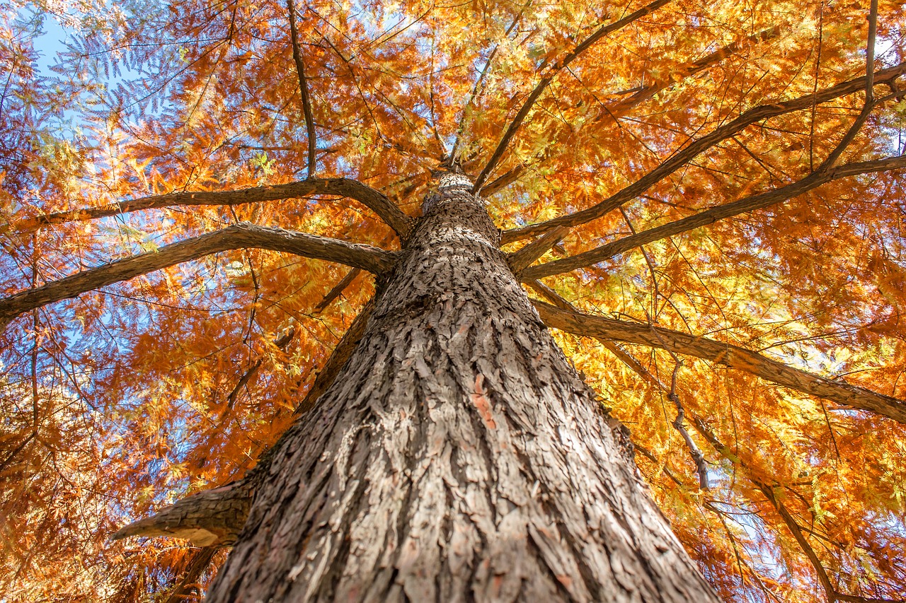 tree yellow leaves autumn free photo