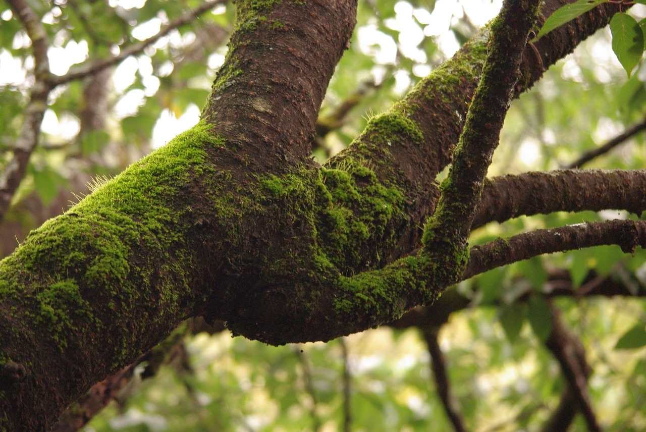 tree moss summer free photo