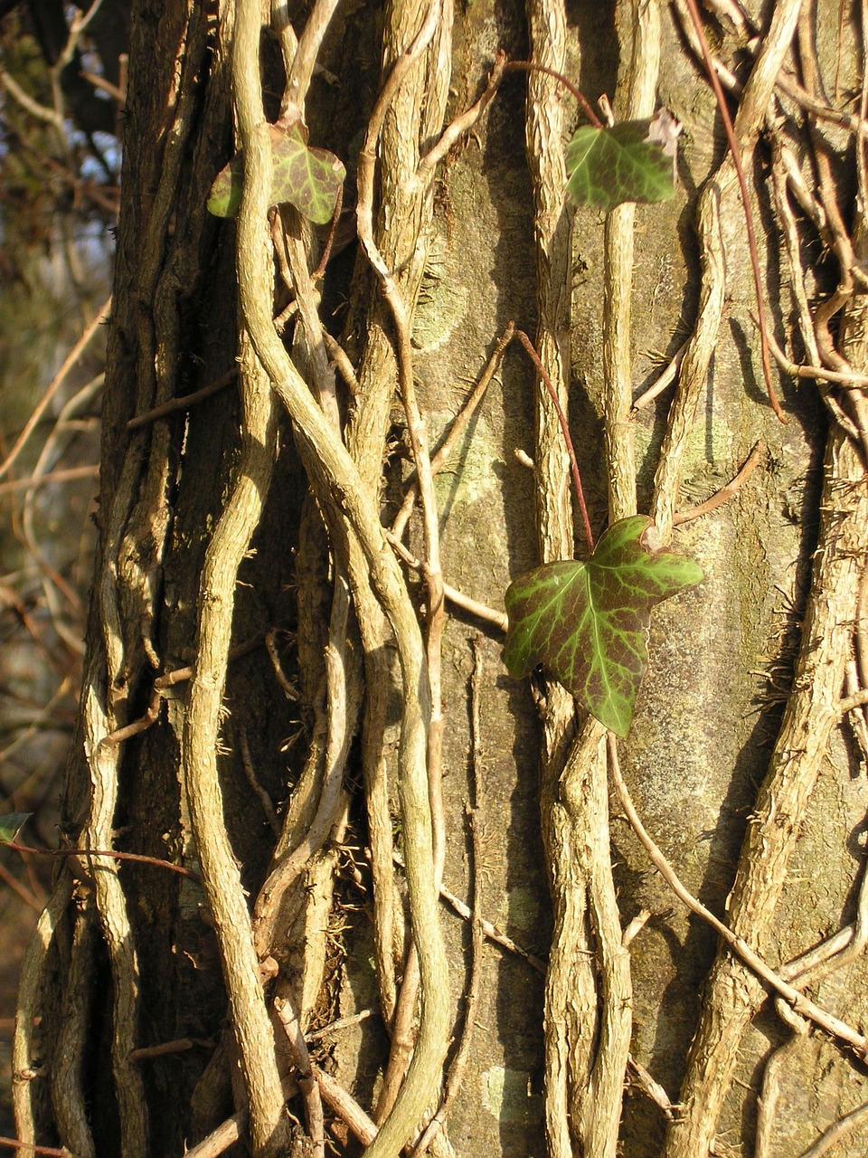 tree ivy trunk free photo
