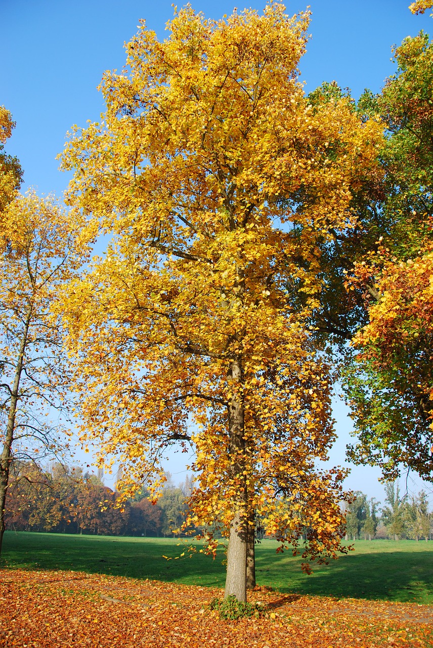 tree autumn leaves free photo