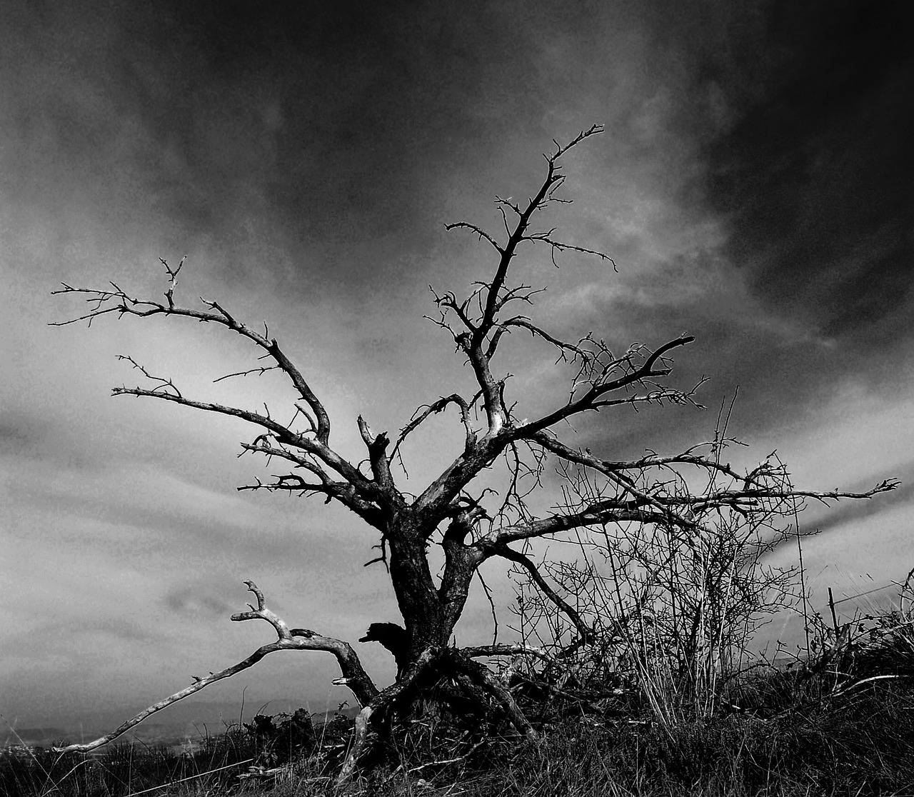 tree nature dry tree free photo