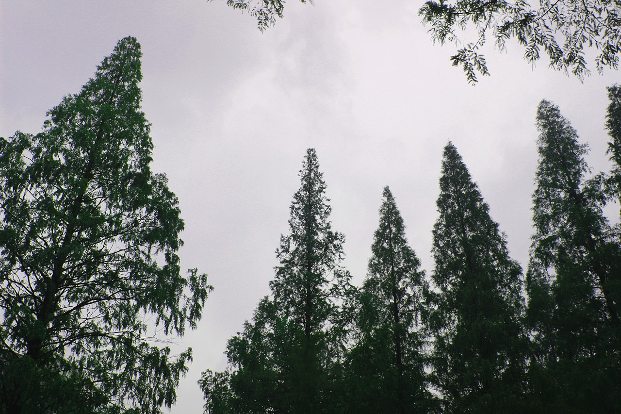 tree the branches sky free photo