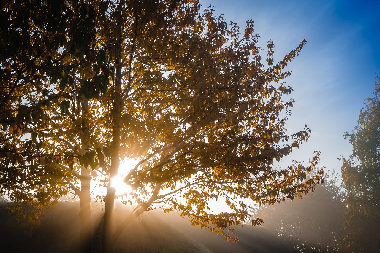 tree autumn deciduous tree free photo