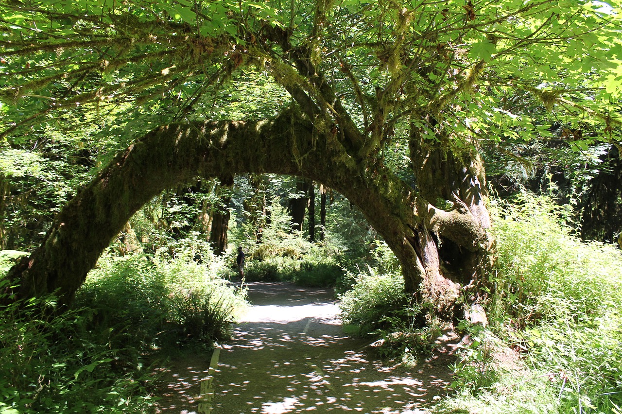 tree arch forest free photo