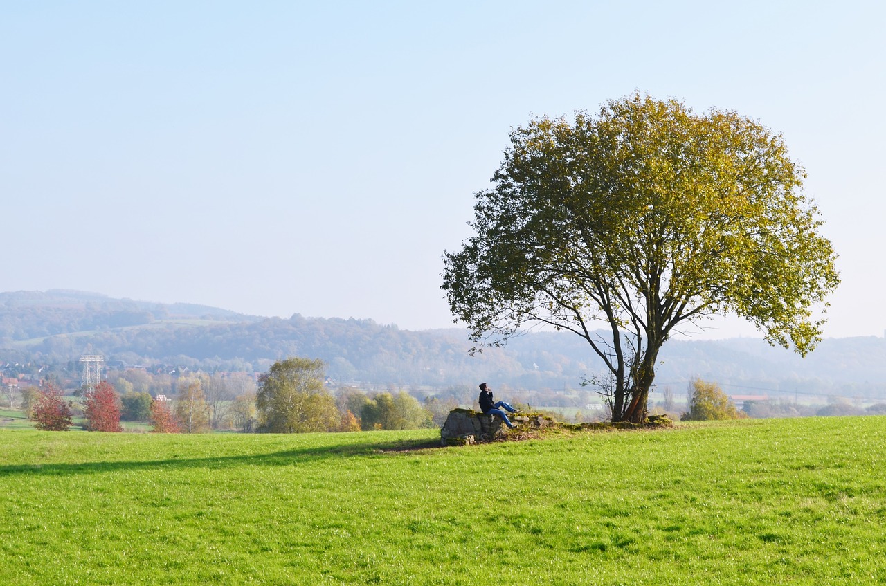 tree meadow reverie free photo