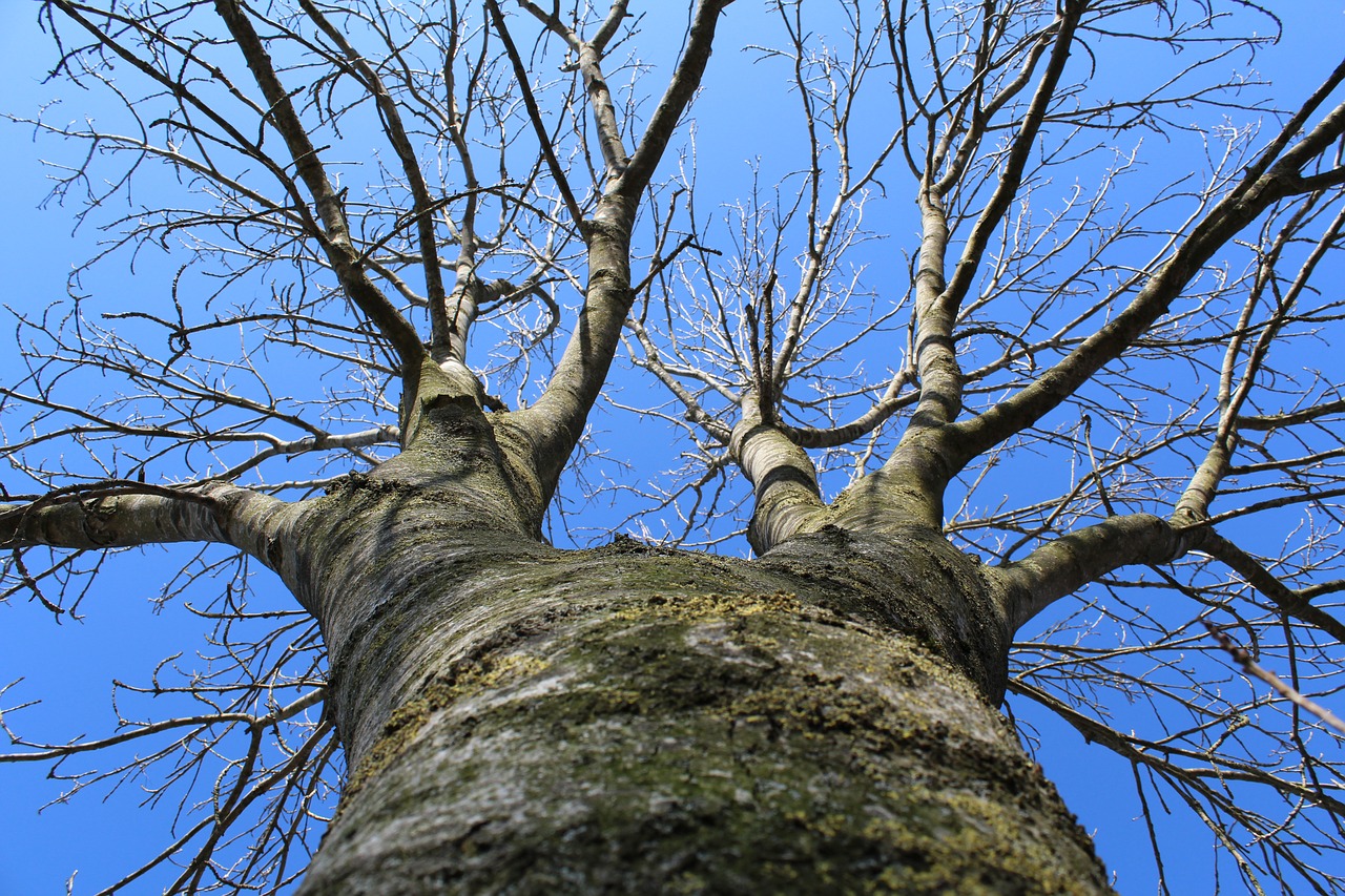 tree winter sky free photo