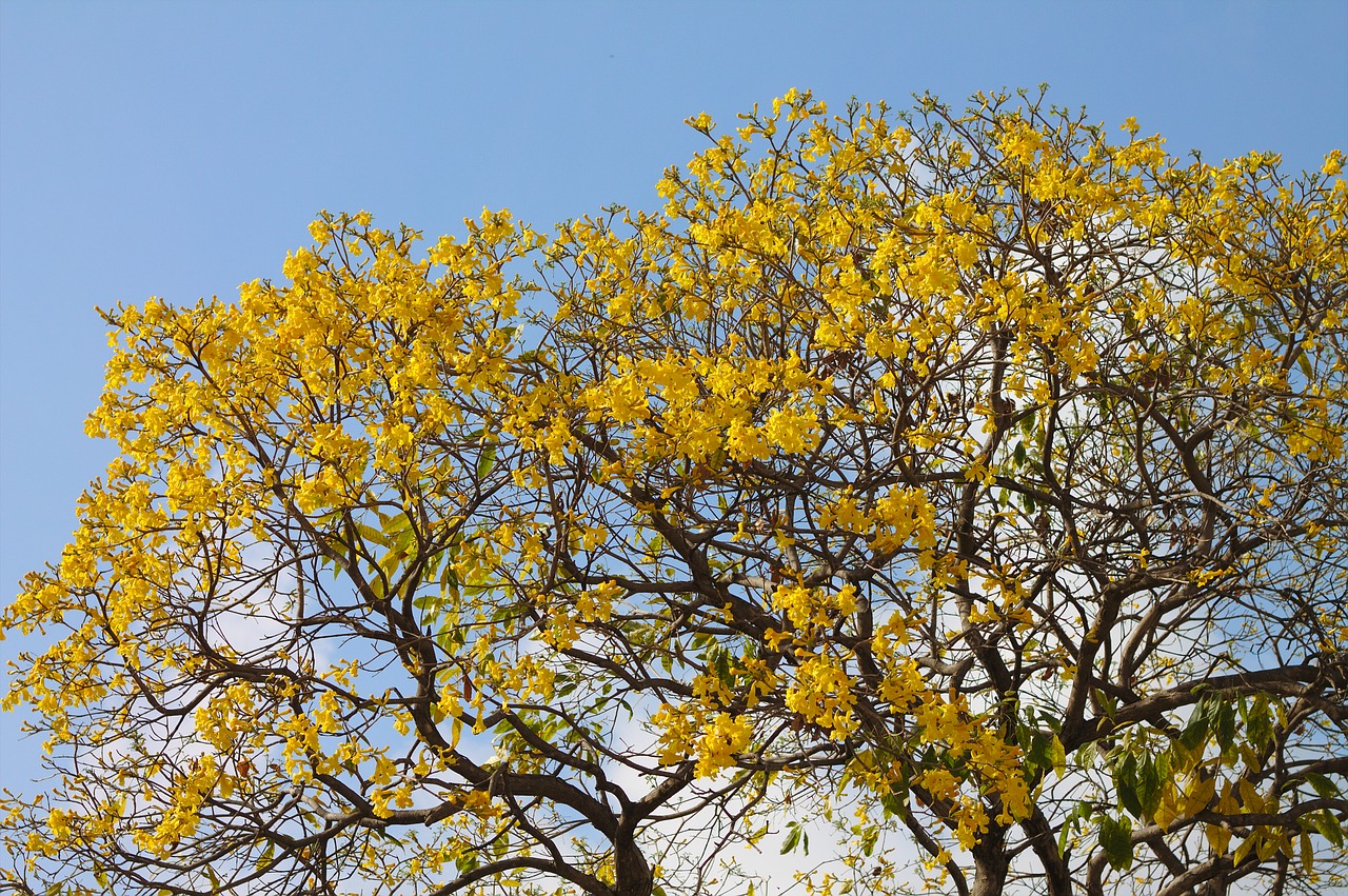 tree nature autumn free photo