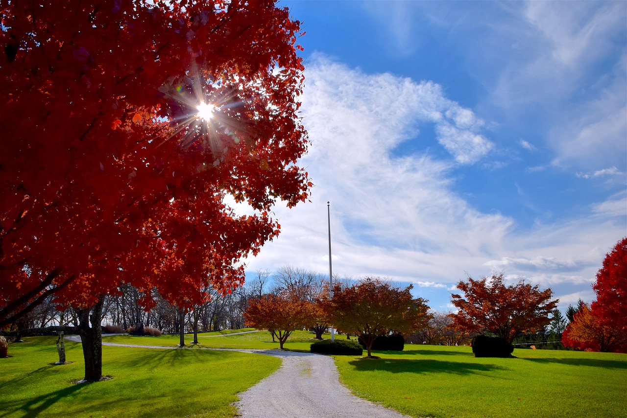 tree field sky free photo