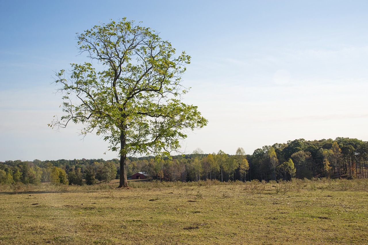 tree grass blue sky free photo