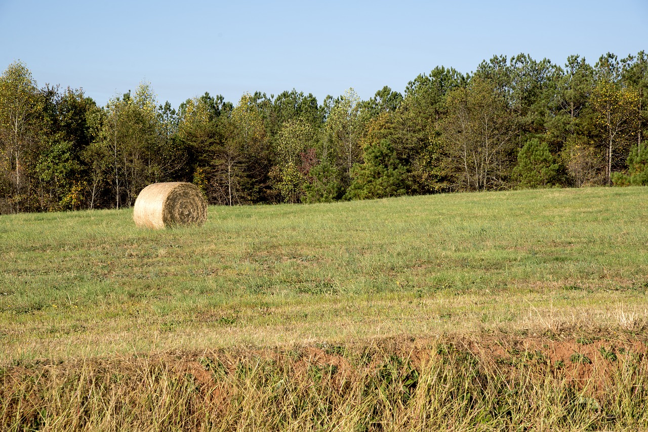 tree grass blue sky free photo