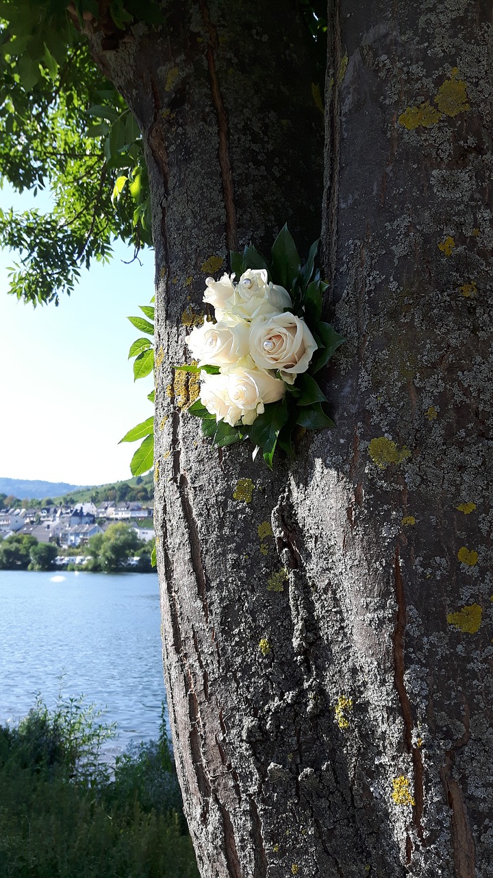 tree bouquet of roses roses free photo