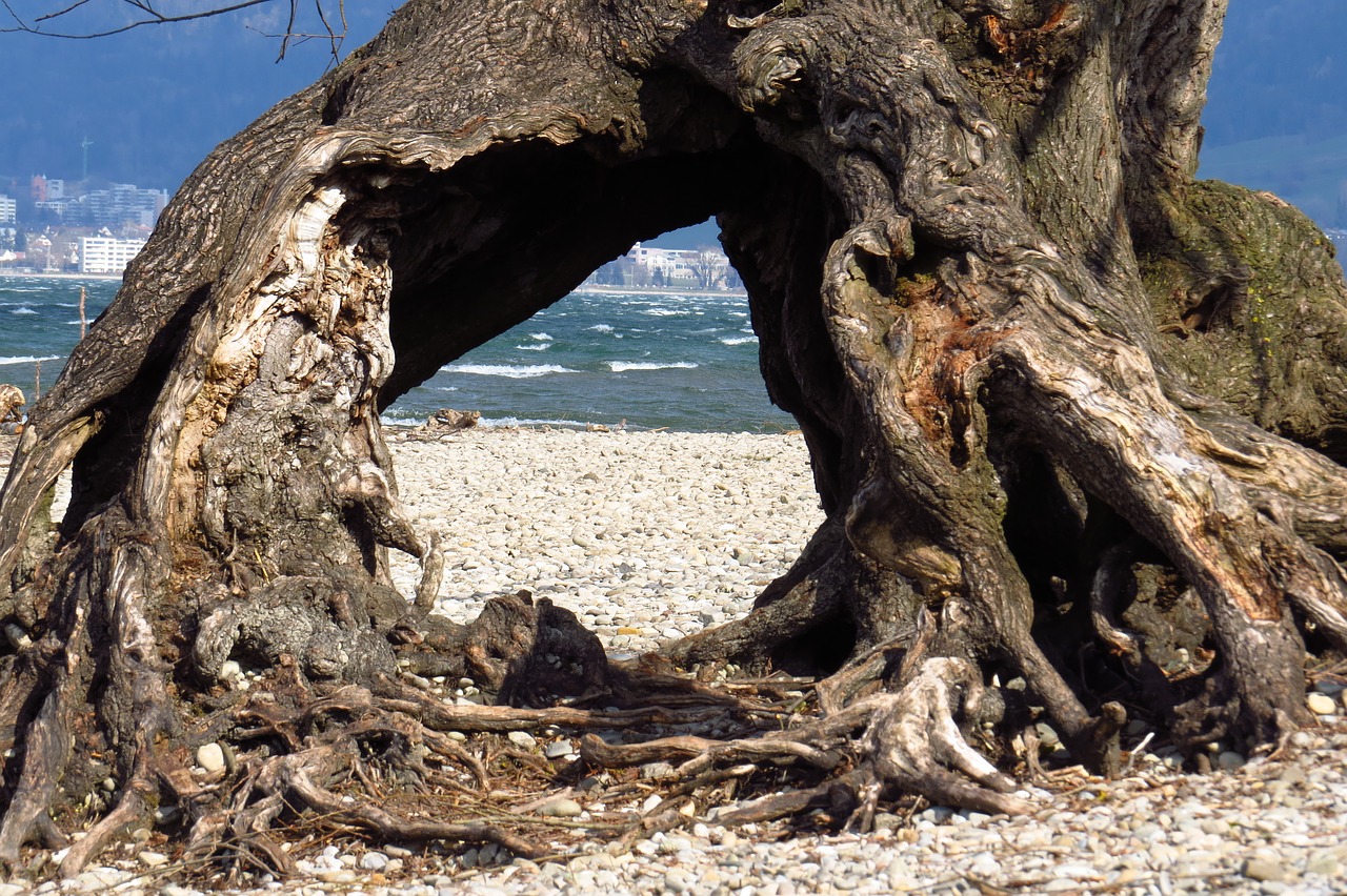 tree water lake constance free photo