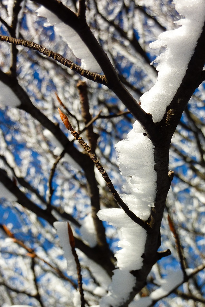 tree snow mountain free photo