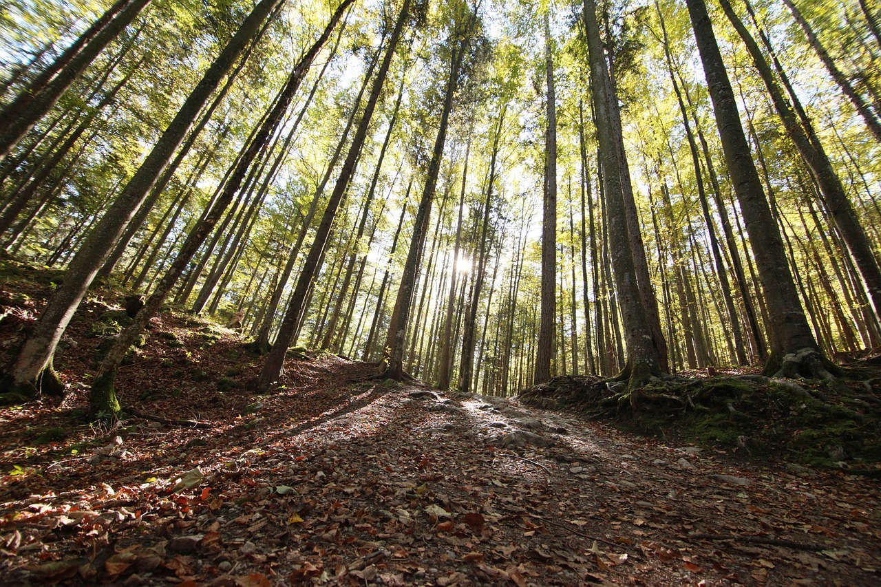 tree wood forest free photo