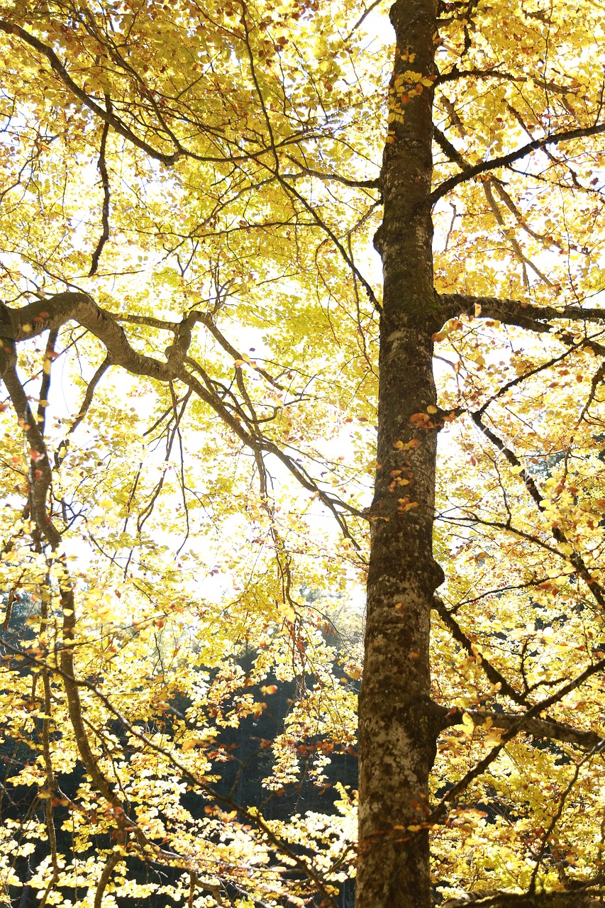 tree autumn nature free photo