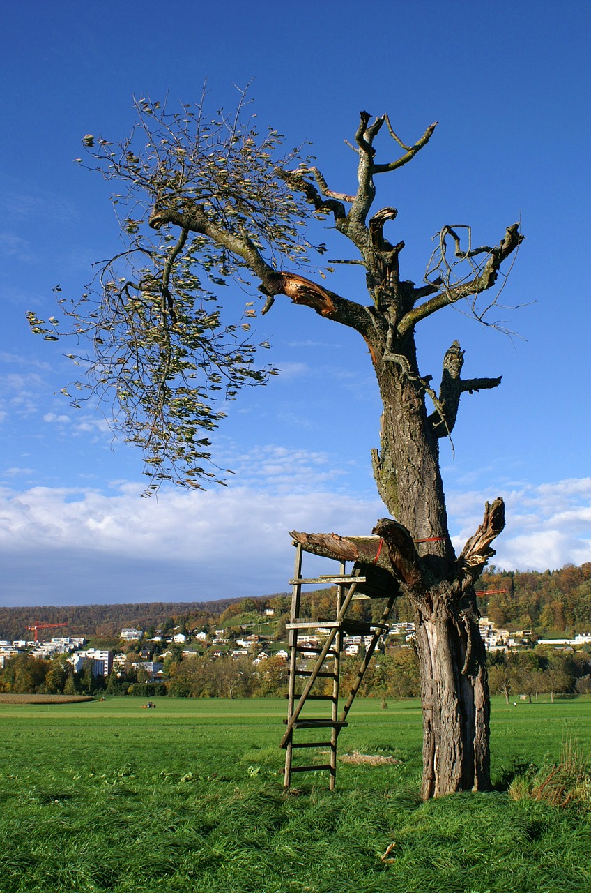 tree perch nature free photo