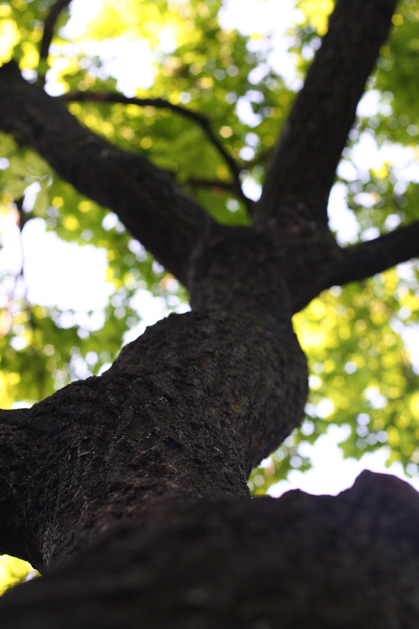 tree a branch foliage free photo