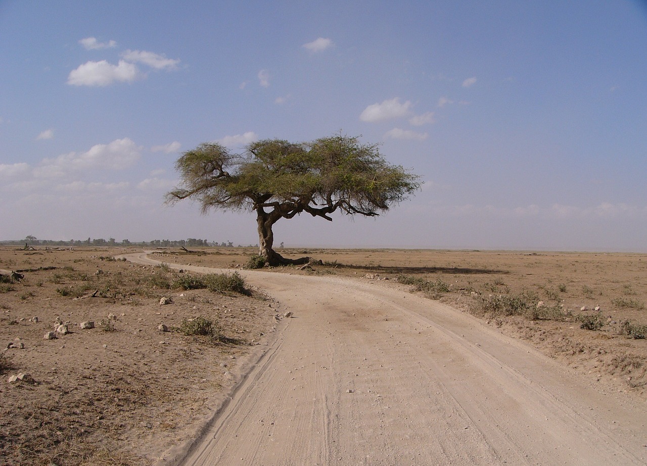 tree away africa free photo