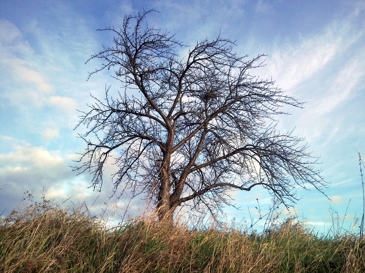 tree branches nature free photo