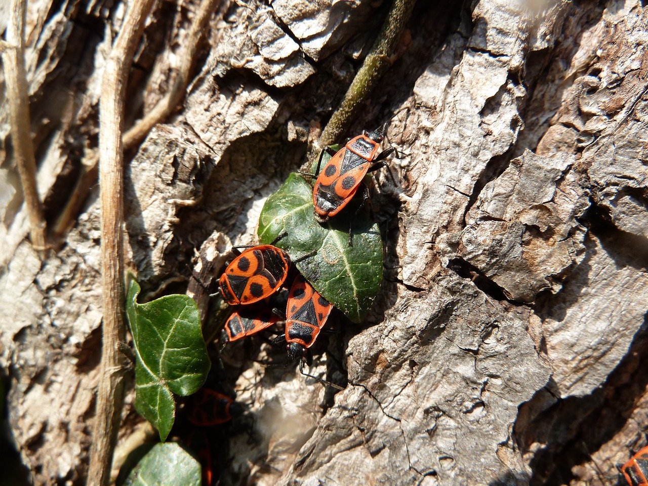 tree beetle insect free photo