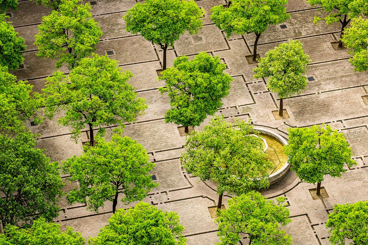 tree city paving free photo