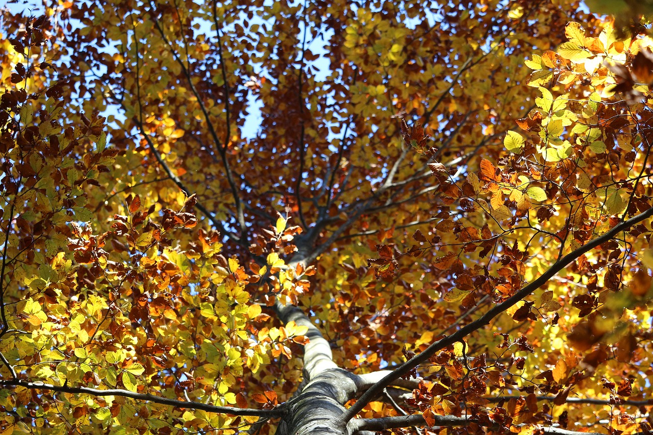 tree leaves yellow free photo