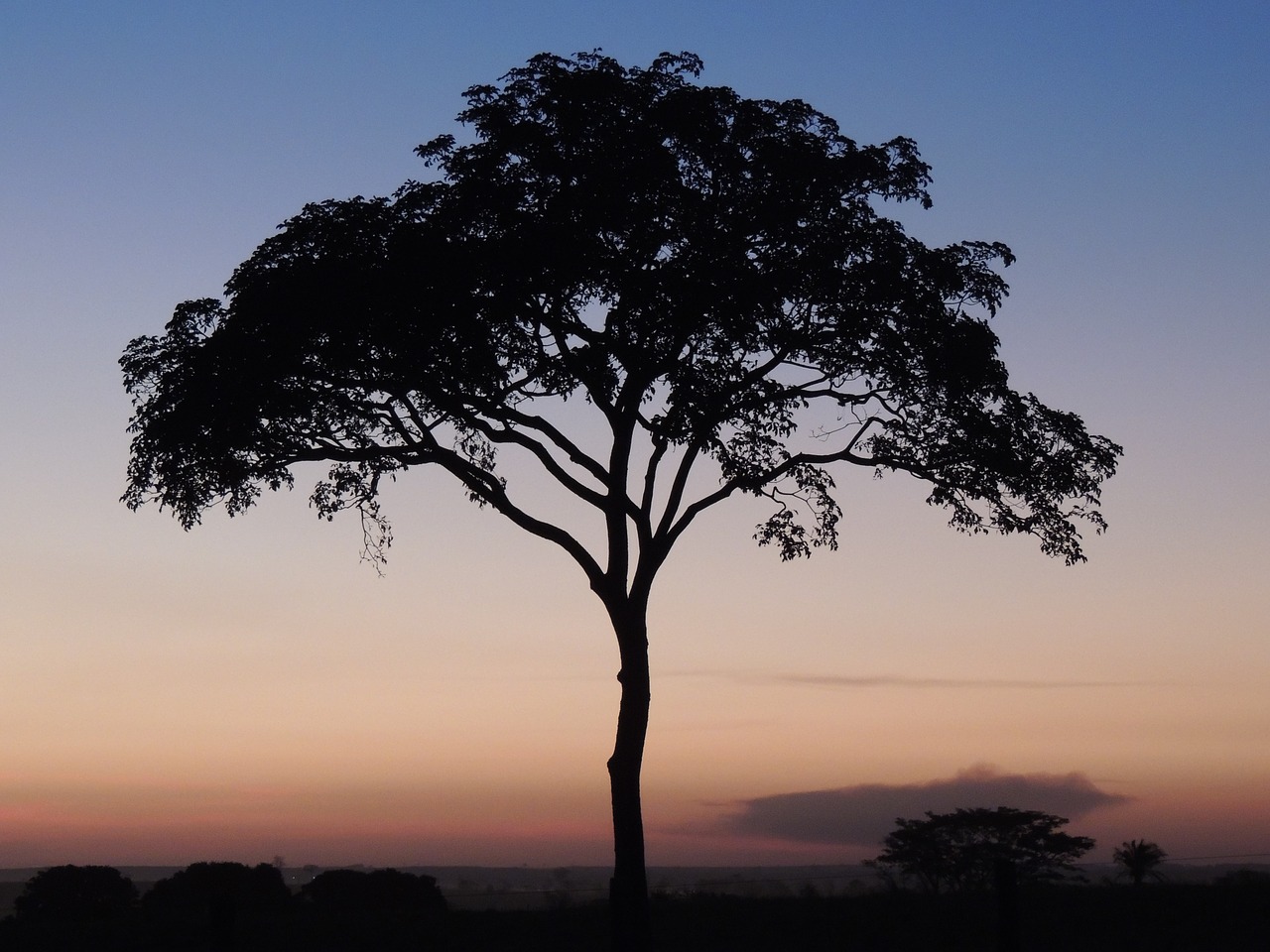 tree dusk twilight free photo