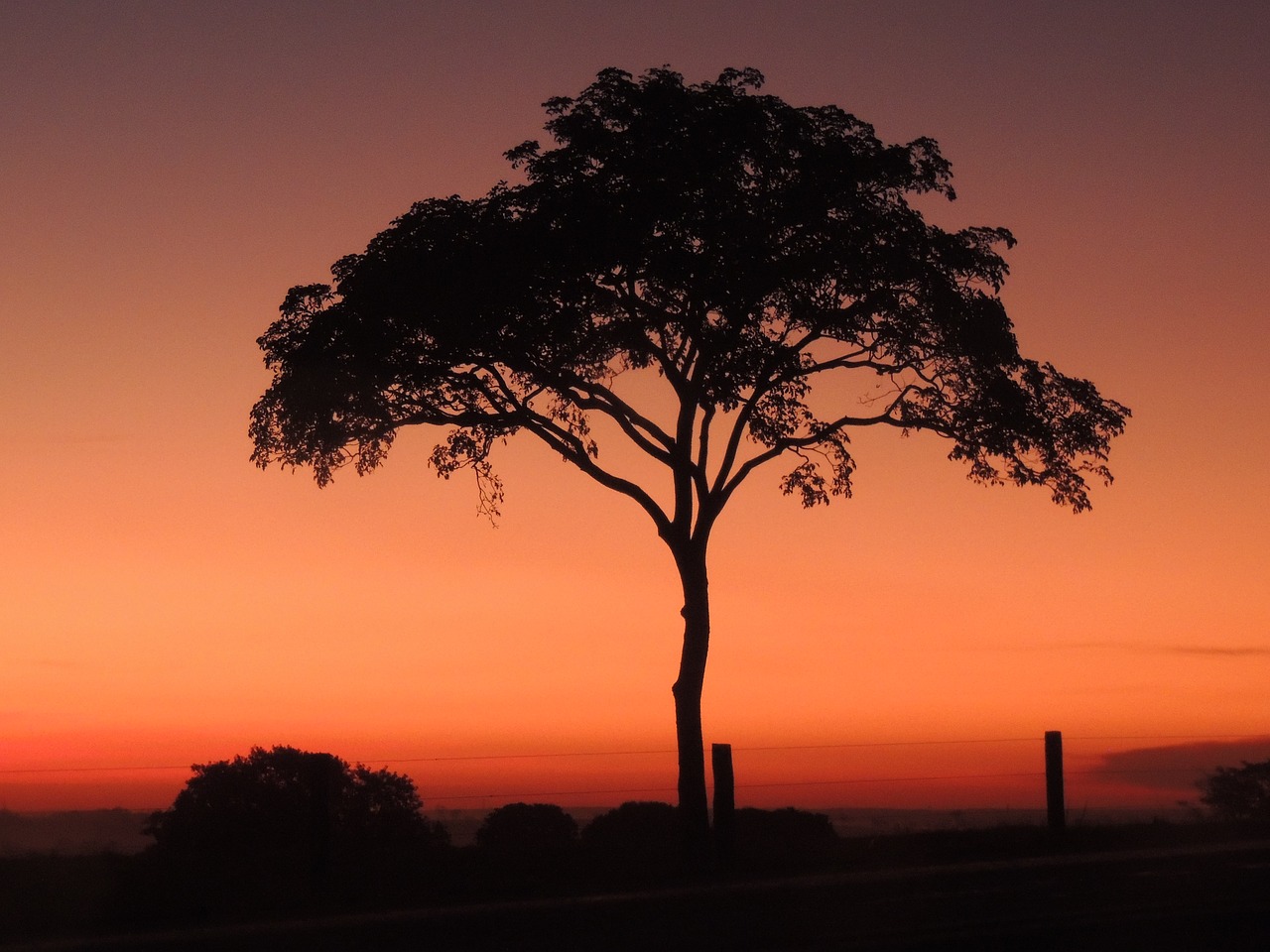 tree dusk twilight free photo